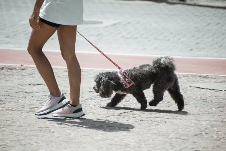 woman walking small dog that is trailing