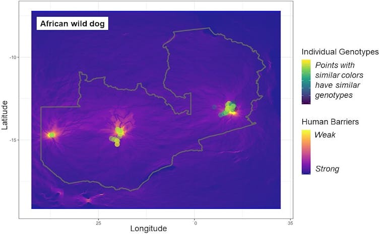 map of where dogs were living and their genetic similarity