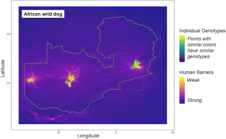 map of where dogs were living and their genetic similarity