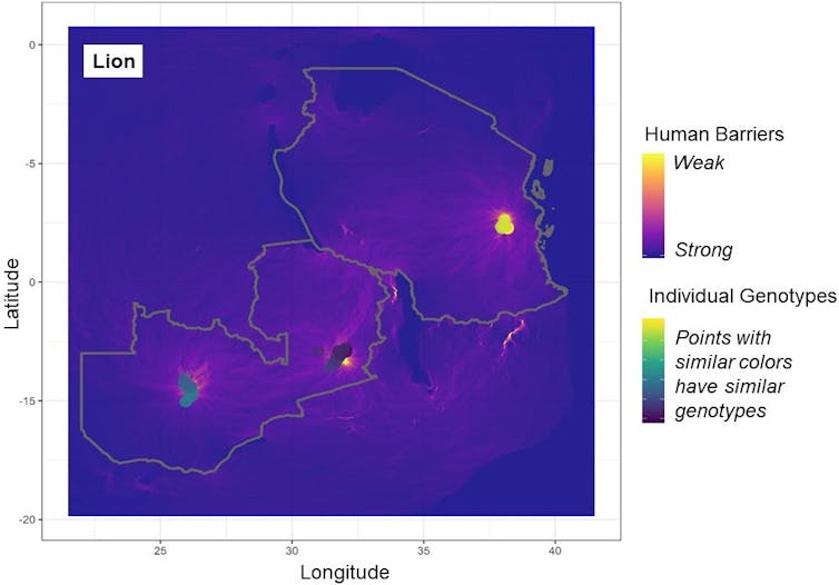 map of where lions were living and their genetic similarity