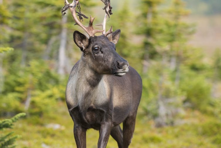 A caribou looks off-camera