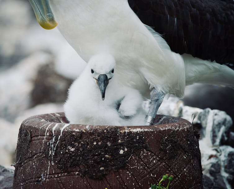 albatross chick in artificial nest