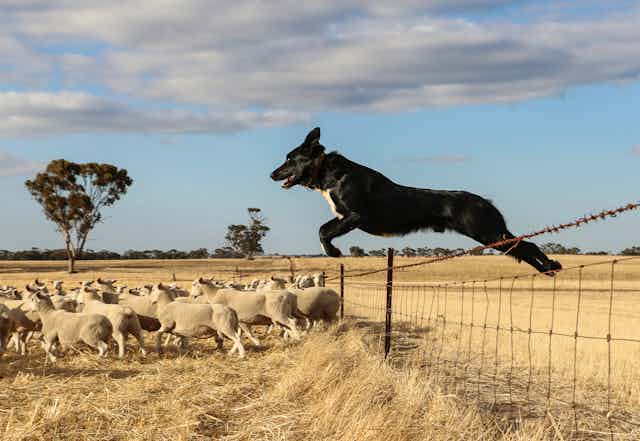 A dog leaps over a fence at a farm.