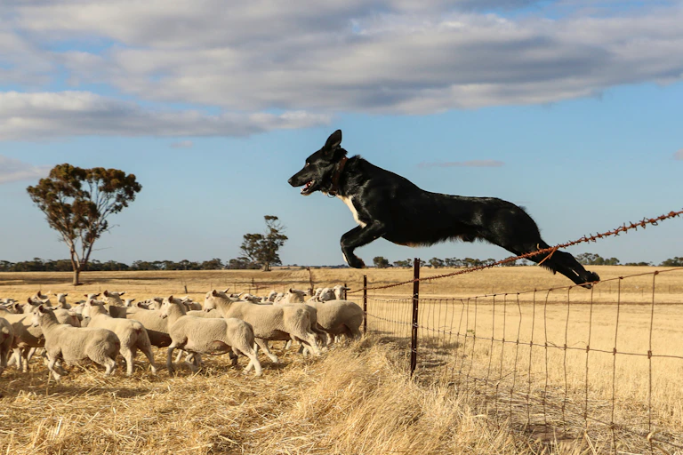 A dog leaps over a fence at a farm.