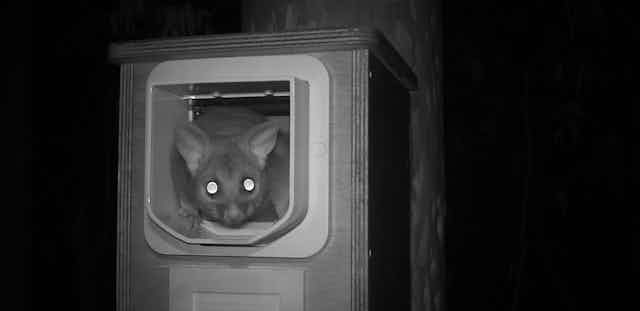 possum looks out of nest box