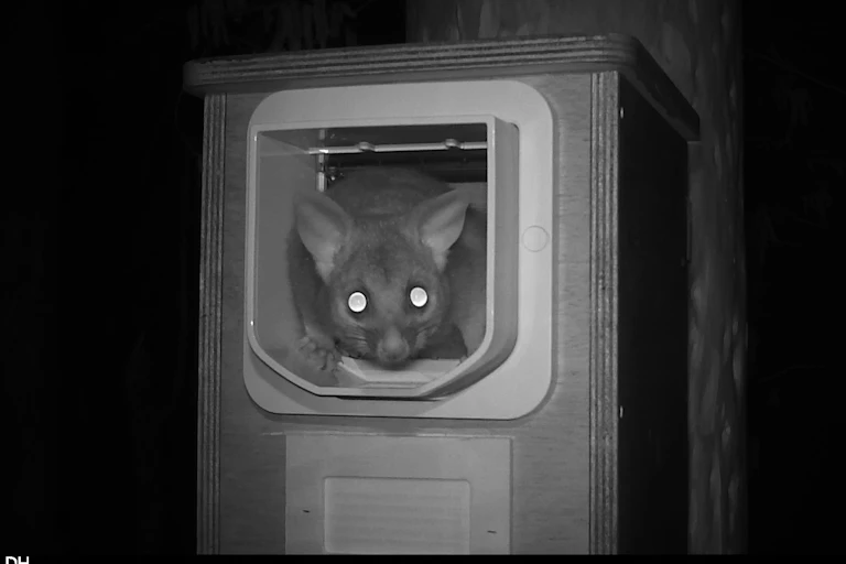 possum looks out of nest box