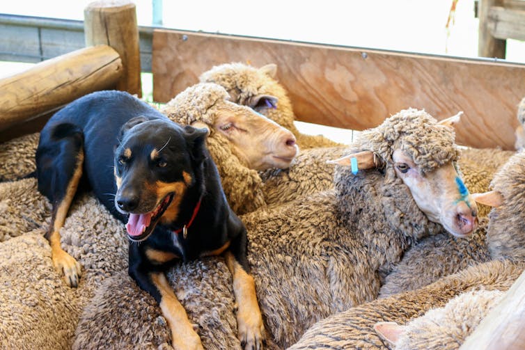 A working dog rests on top of some sheep.