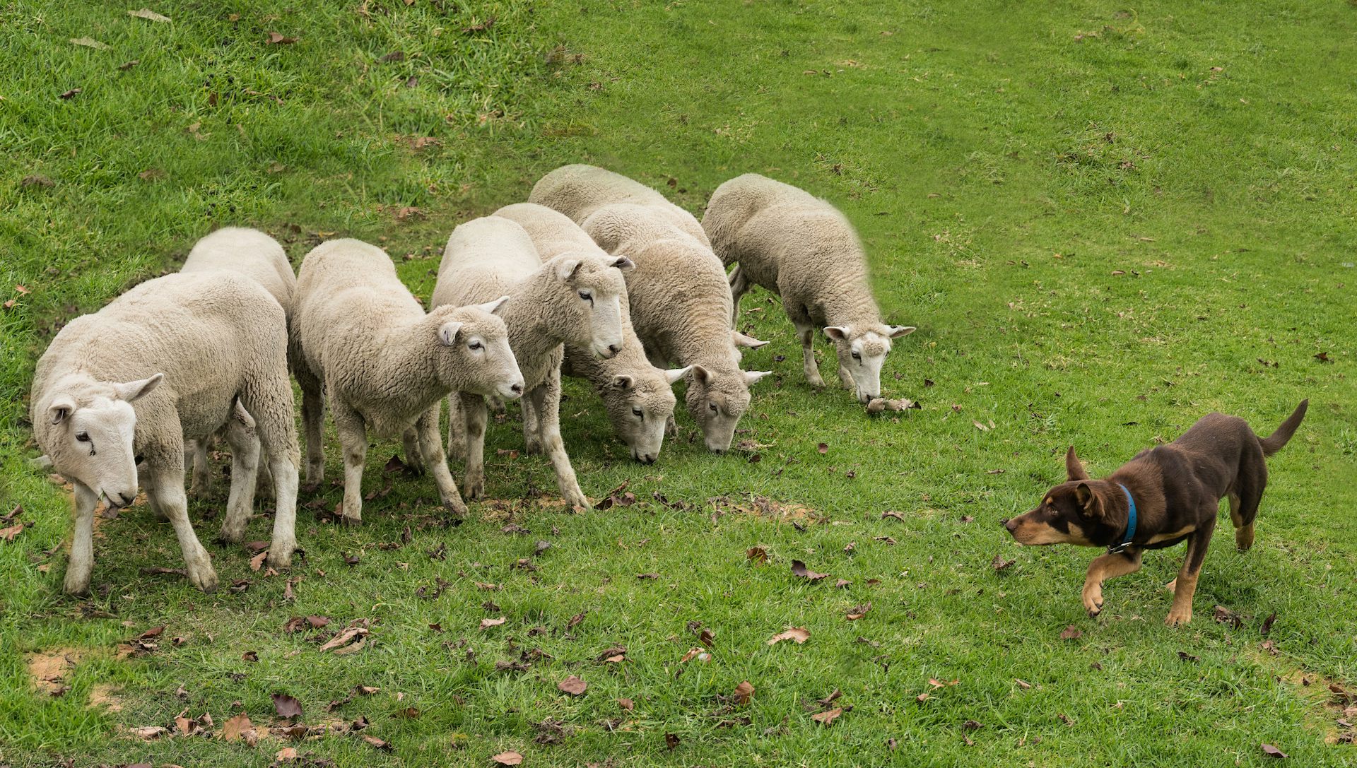 What Makes Australian Muster Dogs Unique