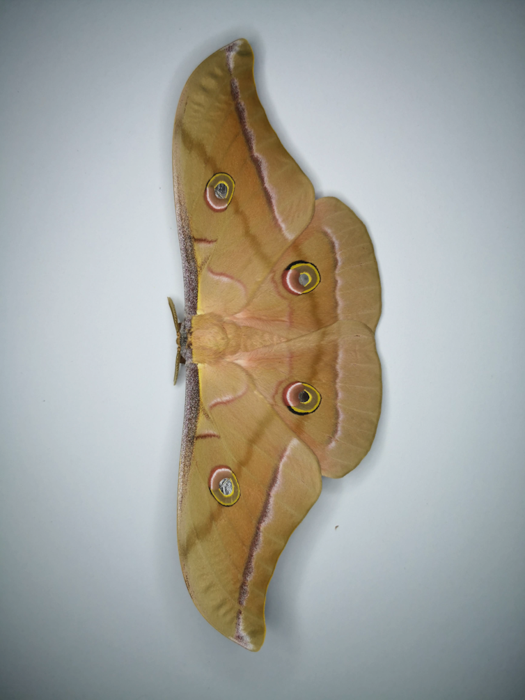 A beige-coloured moth