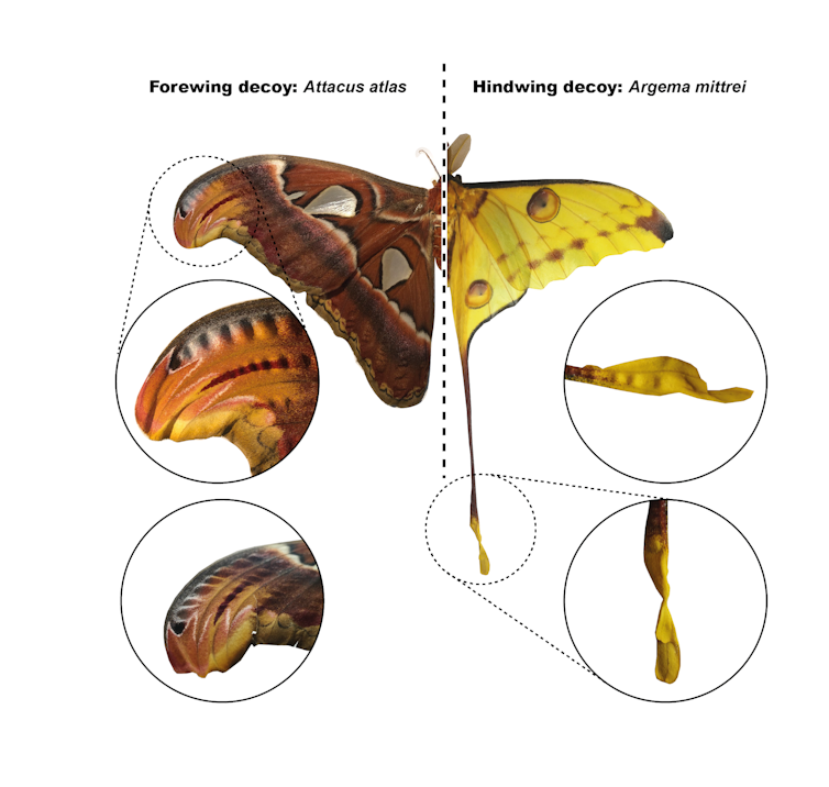 A diagram showing examples of streamer decoys in two different moth species