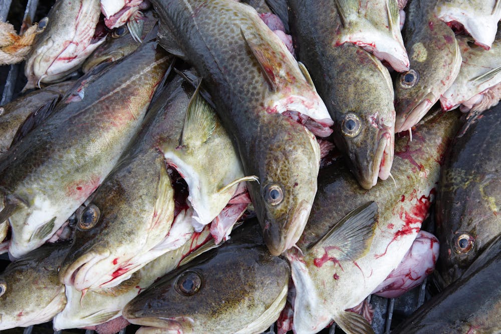 Cod ‘supergenes’ reveal how they are evolving in response to ...