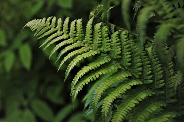 A close-up image of a green fern frond in a forest.