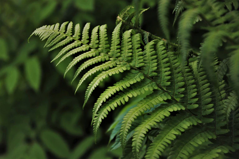 A close-up image of a green fern frond in a forest.