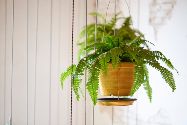 A fern in a pot suspended above the floor.
