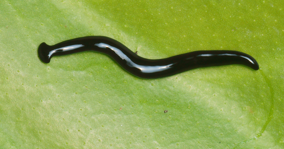 black worms