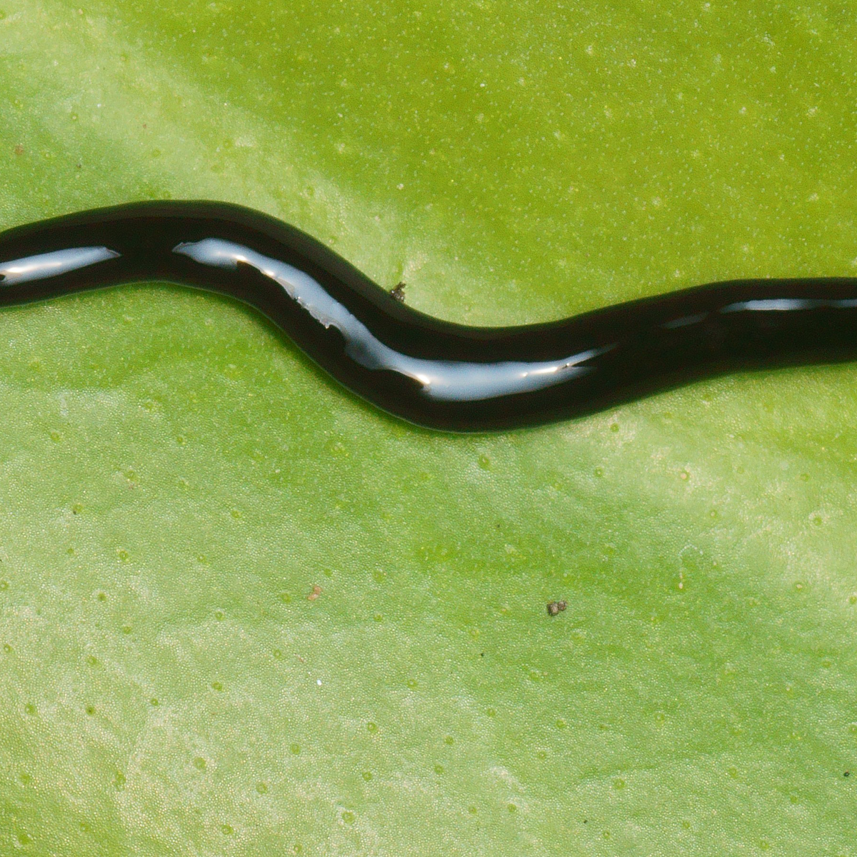 A new species of flatworm in our gardens that comes from Asia: Humbertium  covidum