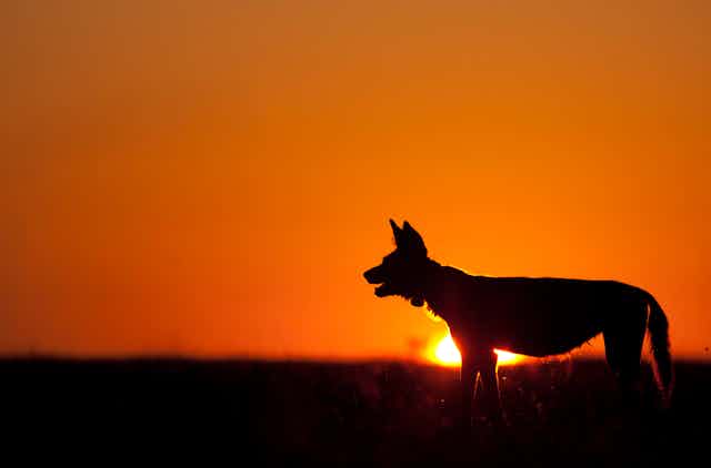 silhouette of wild dog against sunset