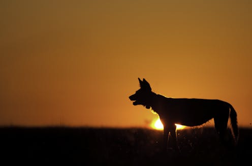 African wild dogs cope with human development using skills they rely on to compete with other carnivores