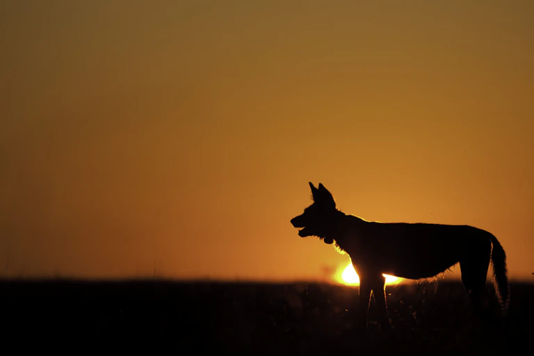 silhouette of wild dog against sunset