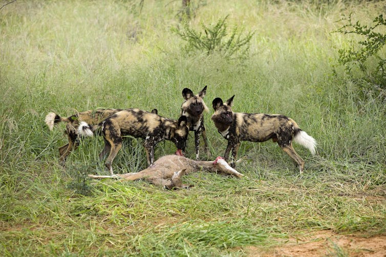 Four African wild dogs around a kill