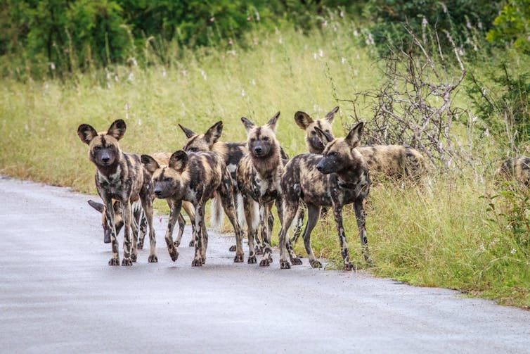 African wild dog pack on the edge of a paved road