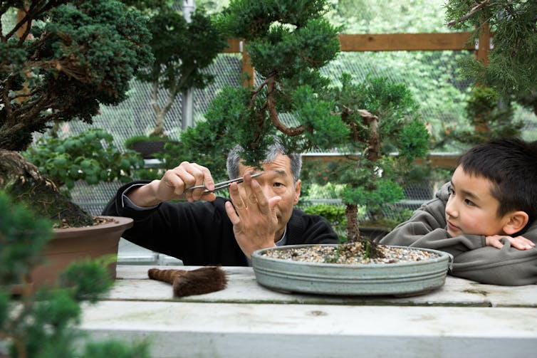 An older man trims a bonsai tree as a child watches.