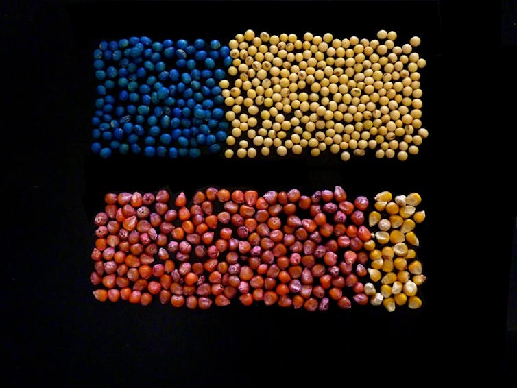 Treated and untreated seeds on a black background