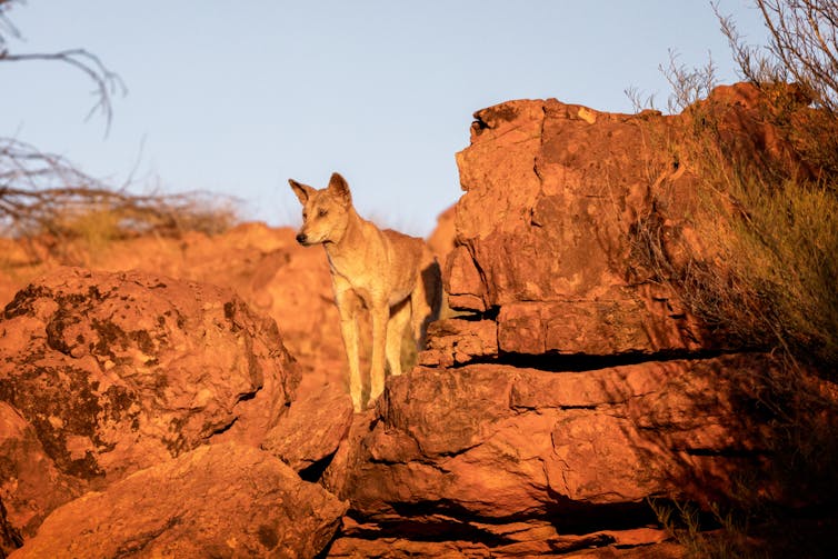 Dingo hunting