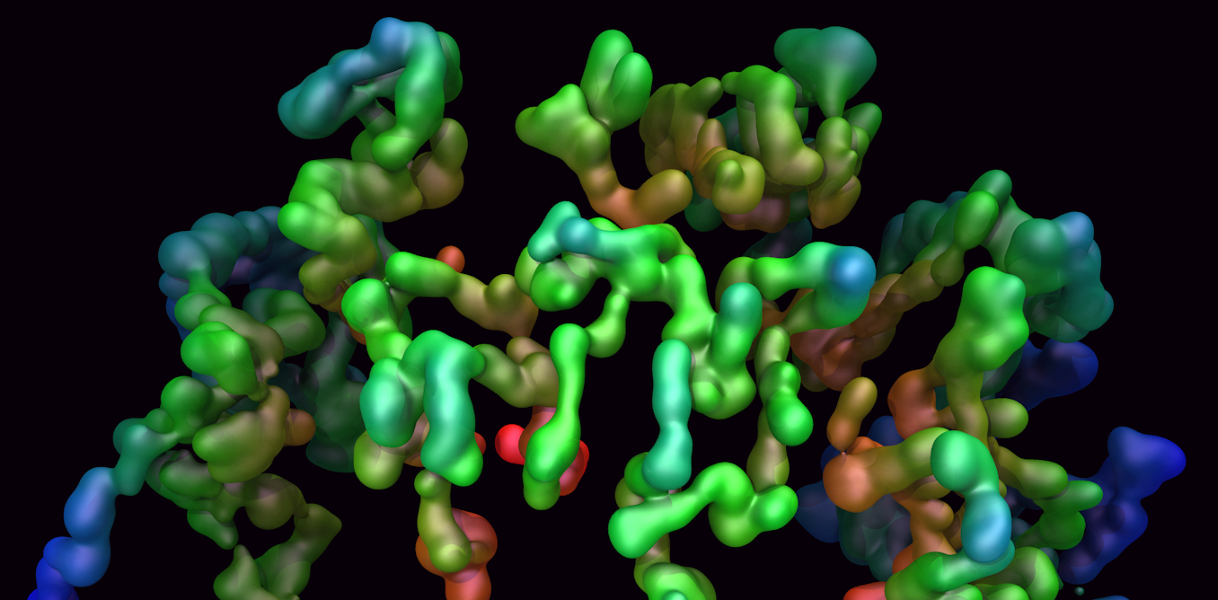 What is the shape of our chromosomes? What is the shape of our chromosomes?