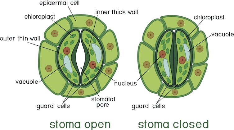 Images of a plant's stomata, open and closed.