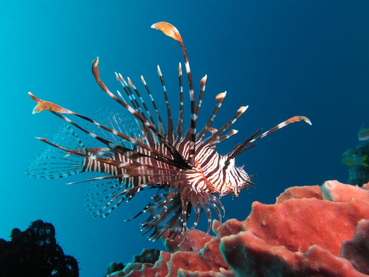 A red lionfish swims