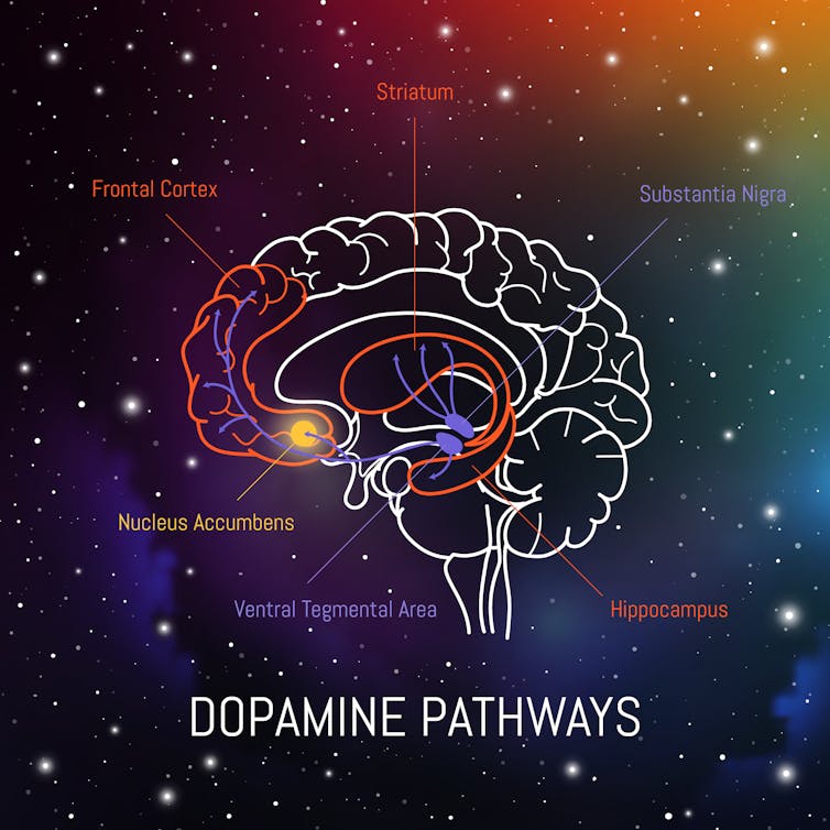 Image showing the dopamine pathways in the brain.