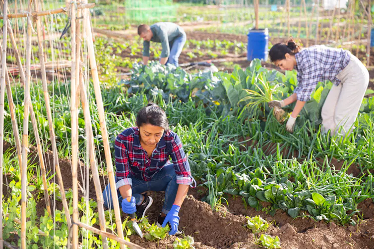 Three people working in a communal garden on a sunny day.