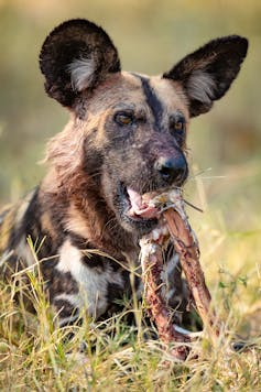 African wild dog with a bone.