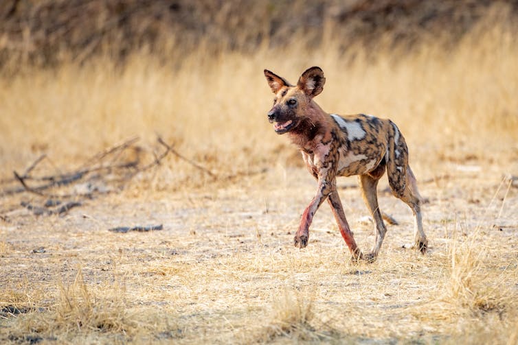 A running African wild dog