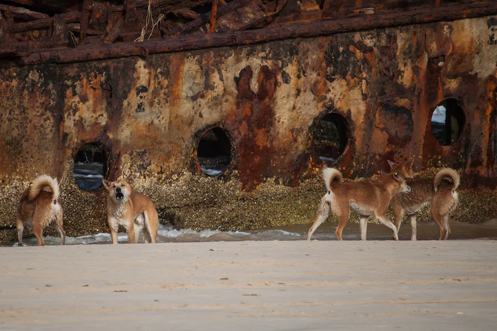 Culling is no danger to the future of dingoes on Fraser Island