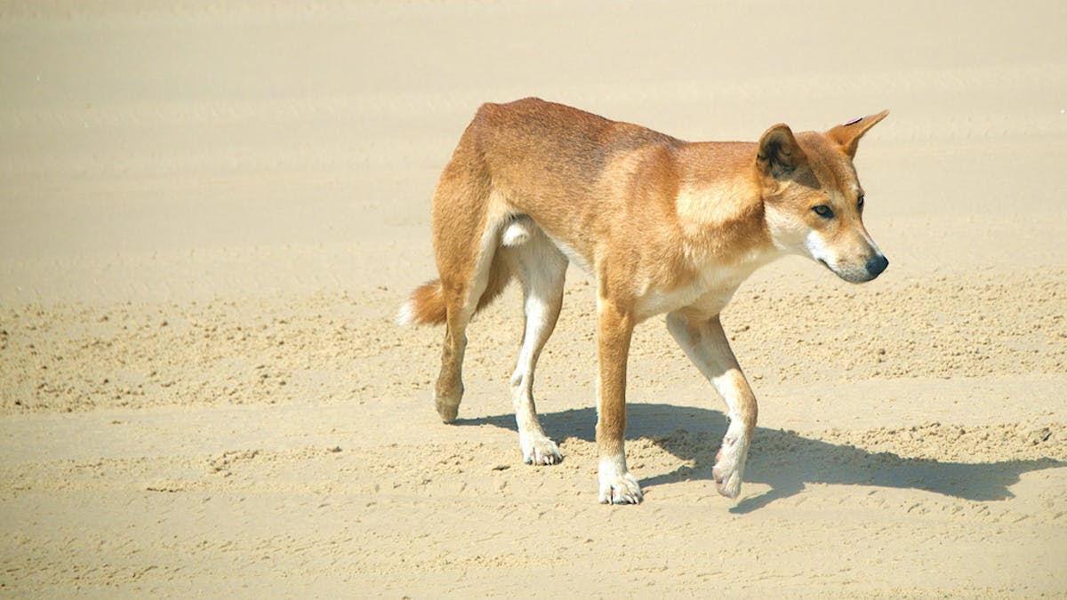 Nauwgezet vastleggen tijger Culling is no danger to the future of dingoes on Fraser Island