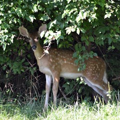Q and A: Why does it matter that deer are getting infected with the  coronavirus? – News Center at Cummings School of Veterinary Medicine at  Tufts University