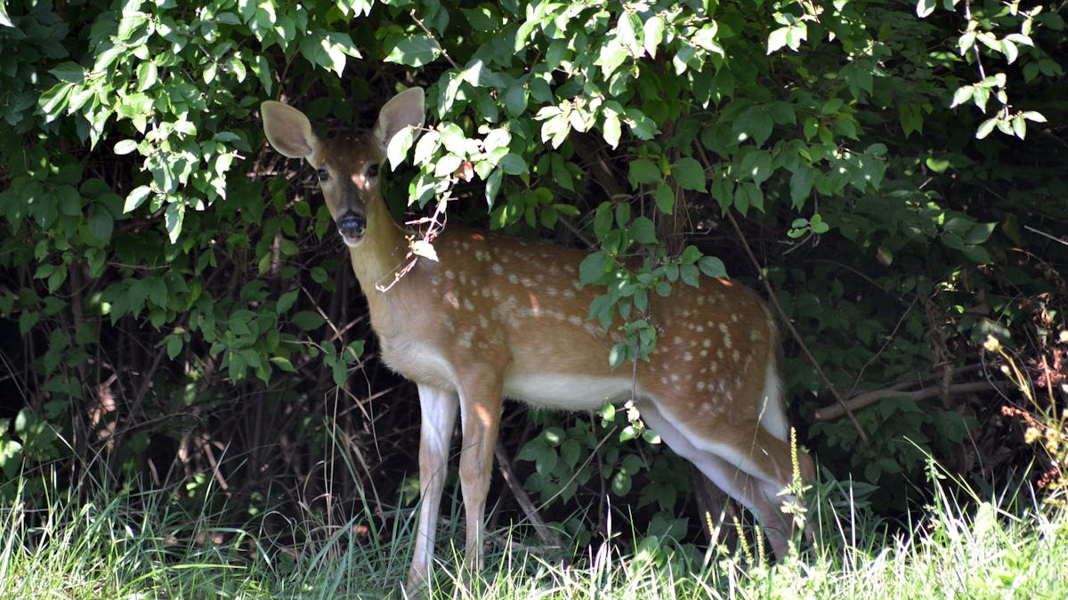 Deer, mink and hyenas have caught COVID-19 – animal virologists explain how to find the coronavirus in animals and why humans need to worry