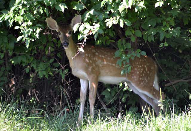 A young deer standing in the shade of a tree.