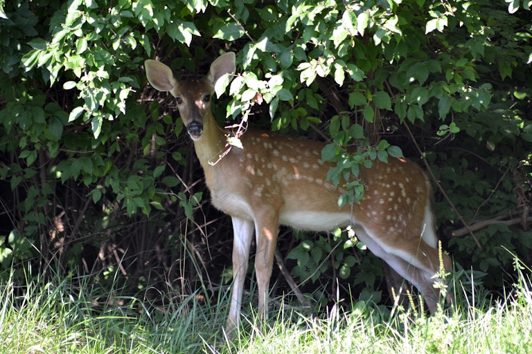 A young deer standing in the shade of a tree.
