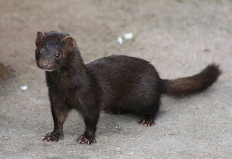 A small, long, dark brown mink standing on the ground.