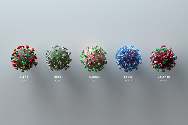 Five spherical coronaviruses of different colors representing some of the existing variants.