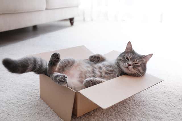 Grey tabby lazing nonchalantly in a cardboard box
