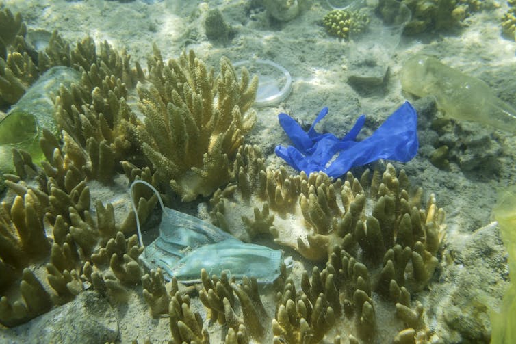 A mask and surgical glove among corals on the ocean floor.