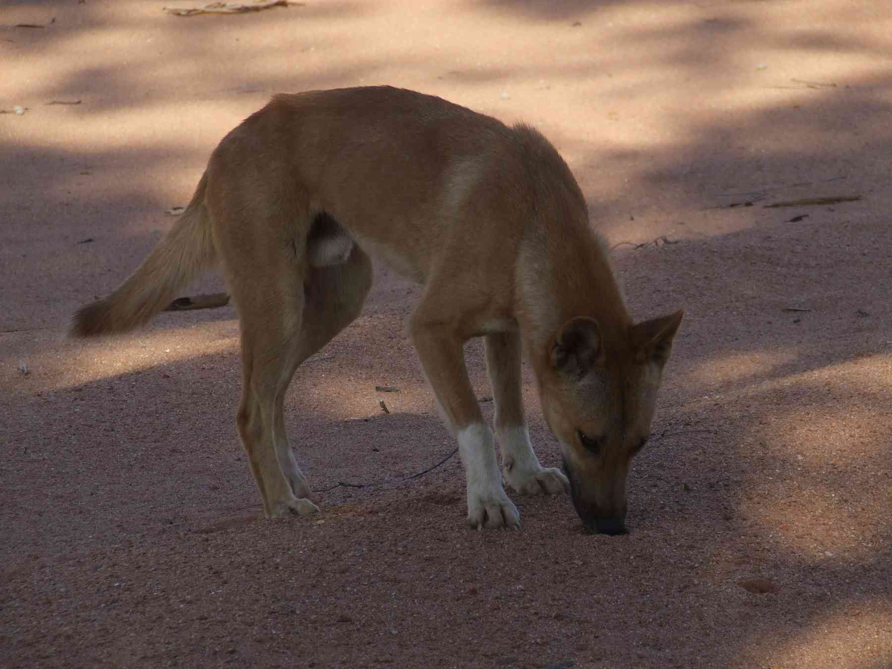 Australia should enlist dingoes to control invasive species