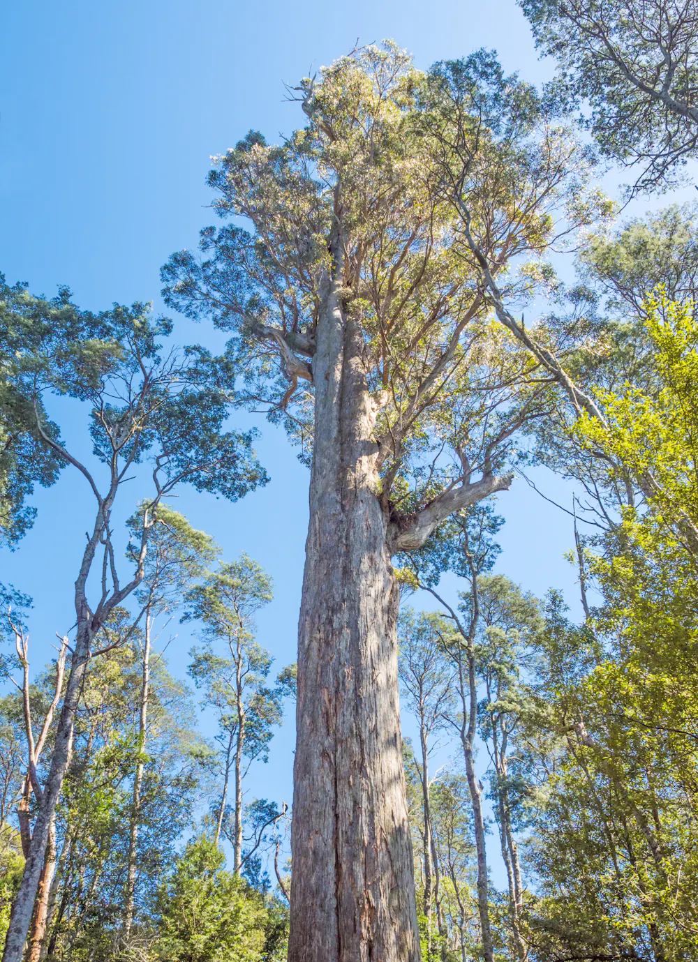 In heatwave conditions, Tasmania’s tall eucalypt forests no longer ...