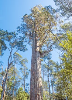 large gum tree