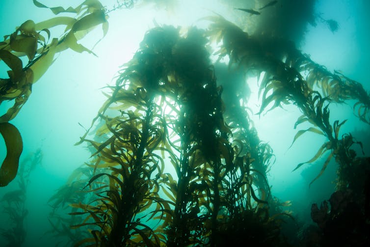 giant kelp forest