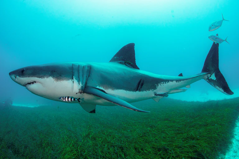 great white shark in water